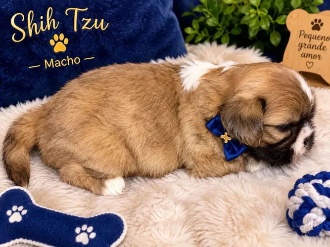 Vendo shitzu machinho