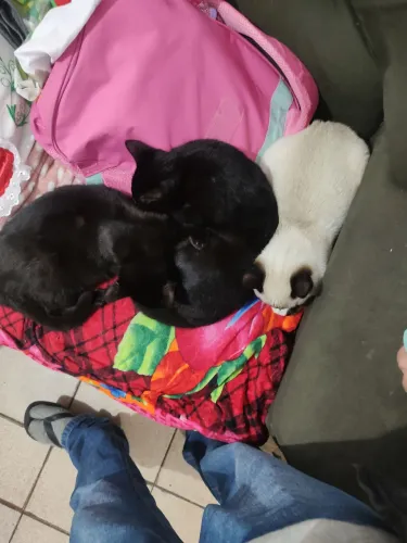 Tou doando três gato uma fêmea 2 macho eles tem 2meses