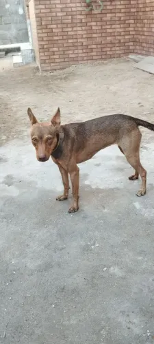 uma cachorrinha
