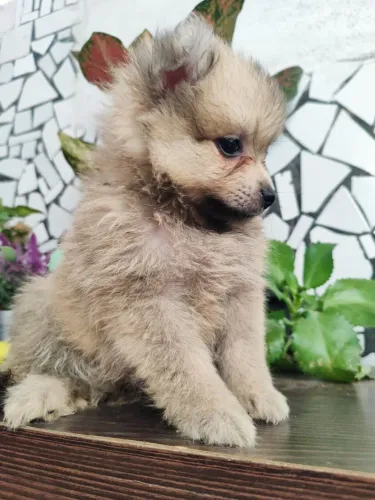 Lulu macho 2000