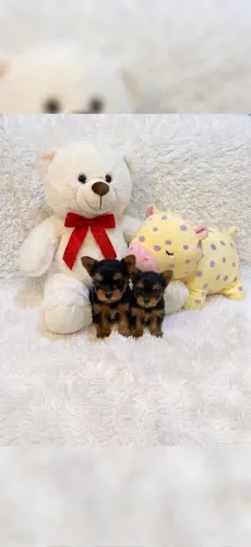 Yorkshire terrier
