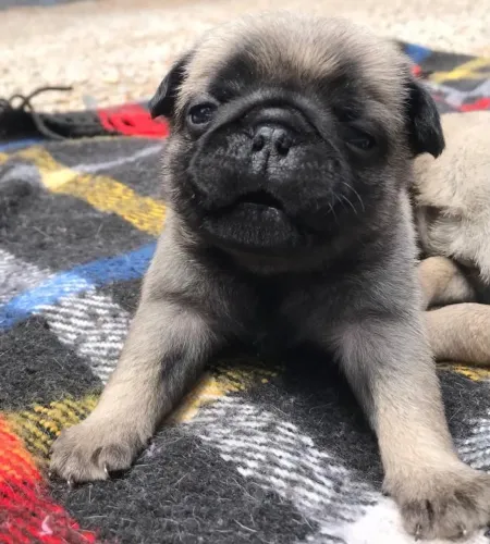 Filhotes de pug abricó mini último machinho