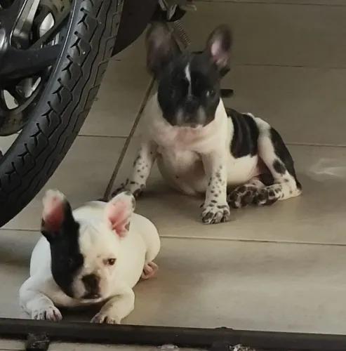 Fêmea de buldogue francês