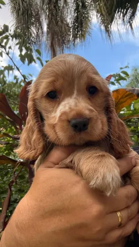 Cocker Spaniel com pedigree