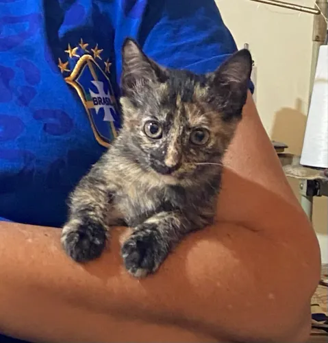 Gatinha adoção