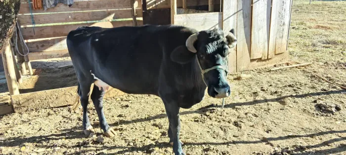 Vaca Jersey Holanda