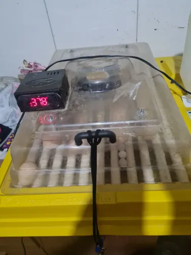 Chocadeira ecológica 