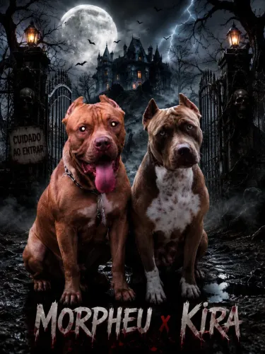 Vendo filhotes de pit monster, agende já o seu! 1.100 cada um