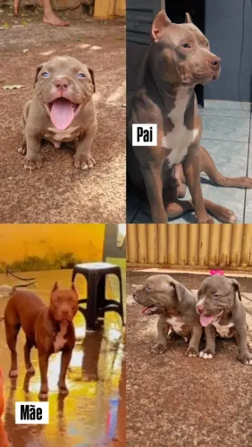 Cachorros
