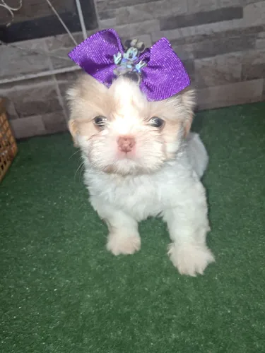 Linda shih tzu fêmea disponível. 