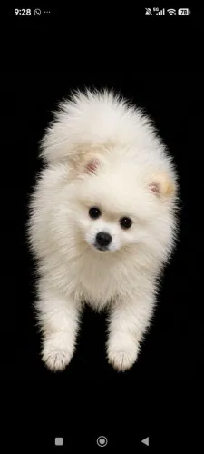 Filhote de Lulu da Pomerânia macho