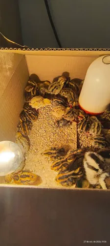 Vendo pintinhos de cordonas gigante e ovos fértil