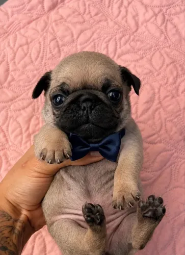 Pug macho disponível para venda