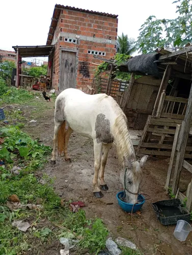 Vende-se Égua