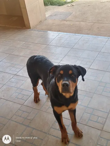Doação de rott