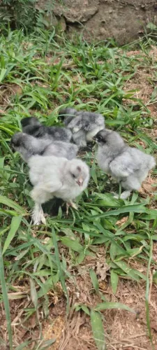 Pintinhos Brahma 