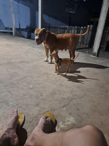 Vendo ou troco pit monster fêmea adulta