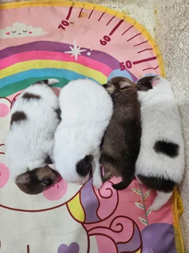 Lulu da Pomerânia (Branco e Chocolate)