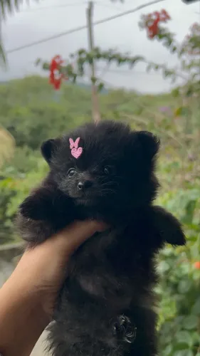 Filhote de lulu da pomerania