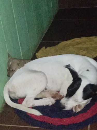 Vendese uma cachorra petebu de 4 mês nome dela e amora ela e linda