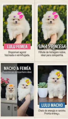 Lulu da Pomerânia macho e Fêmea. Mega promoção. Pronta entrega.