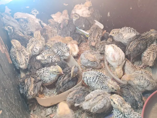 Codorna gigante
