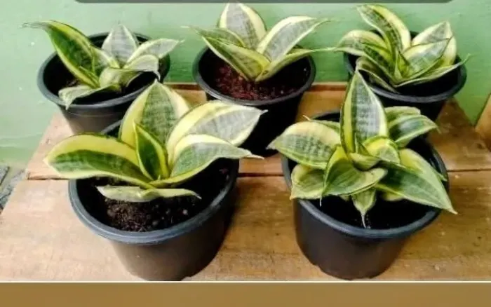 Planta Mini Espadinha Variegata