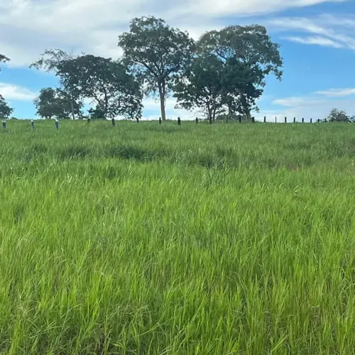 Fazemos Cercas,Curral,Limpeza em geral