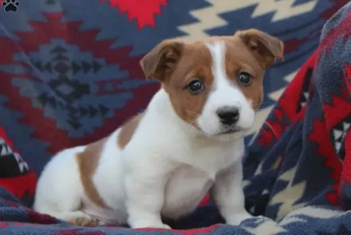 Jack Russell Terrier,Jack Russell Terrier Filhote Disponível Alta Qualidade