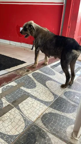 Ajudem a encontrar um adotante pra essa cadela de rua 