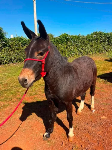 Mini Burro manso Marcha picada