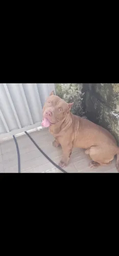 Pitmonster
