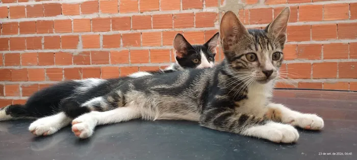 GATOS PARA ADOÇÃO.
