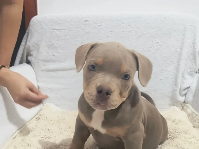Américan Bully pockt ( fêmea) cor sable