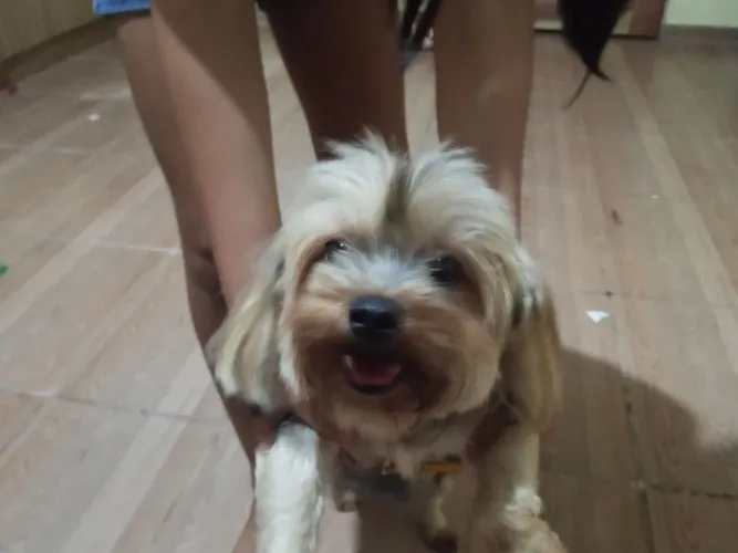 Vendo cachorro yorkshire