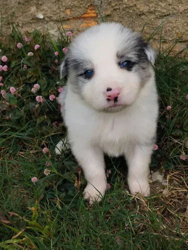 Barder collie