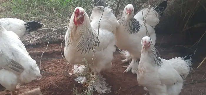 Vende se galinhas da raça Brahma 