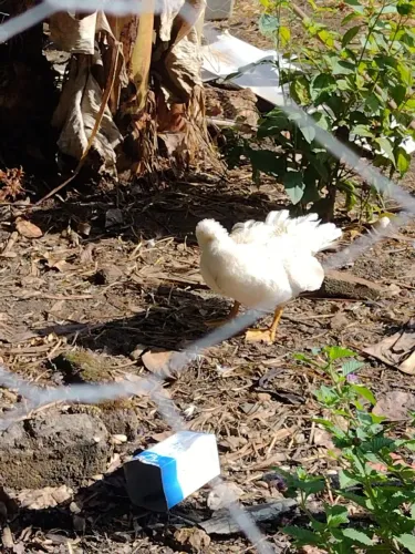 Sítio Oportunidade Itariri SP