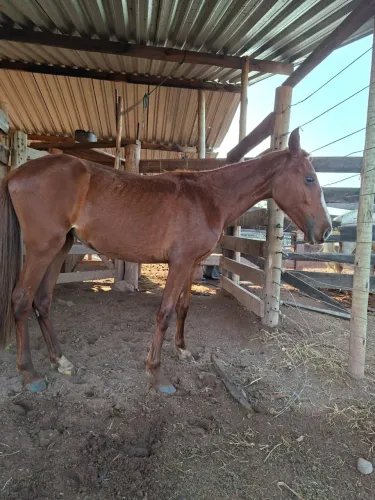 Vendo potra