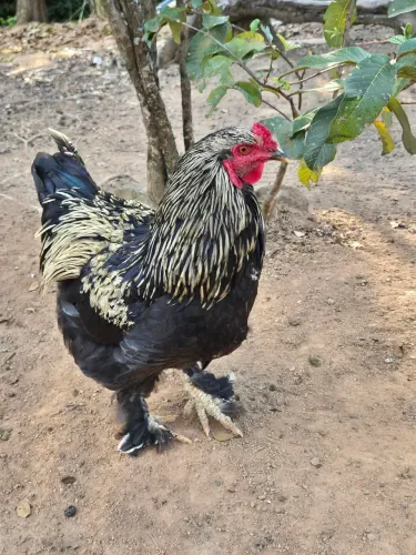 Vendo galos da raça Brahma