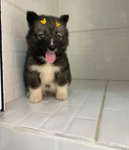 Husky siberiano um presente inesquecível para quem você ama
