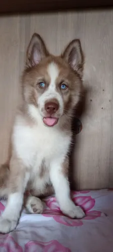 Filhote de husky 