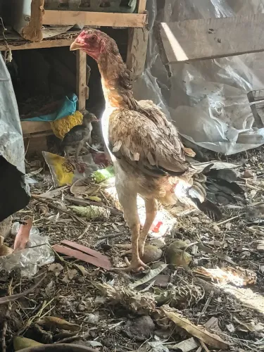 Galinha de raça