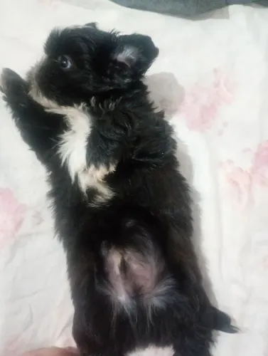 Macho shih Tzu
