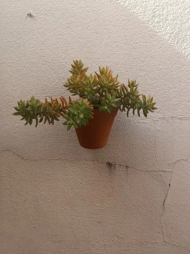 Suculenta 