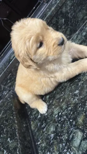 Golden Retriever nascidos dia 05/06