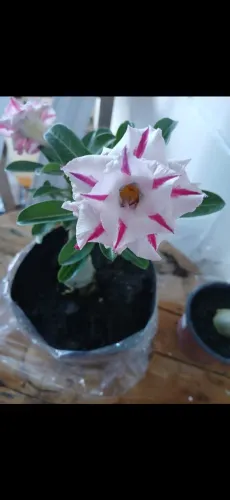Vendo Kit com Rosas do deserto e suculentas zamiocuca e outras