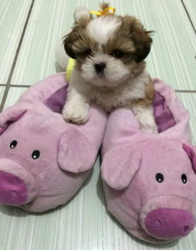 Filhotinhos shih tzu/shitzu brincalhão saudável e pelagem densa