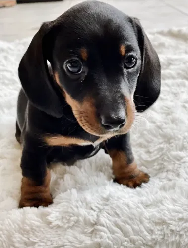 Dachshund Femea promoção relâmpago venha conferir
