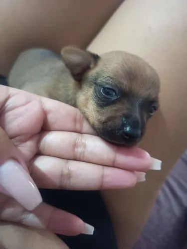 pinscher miniatura